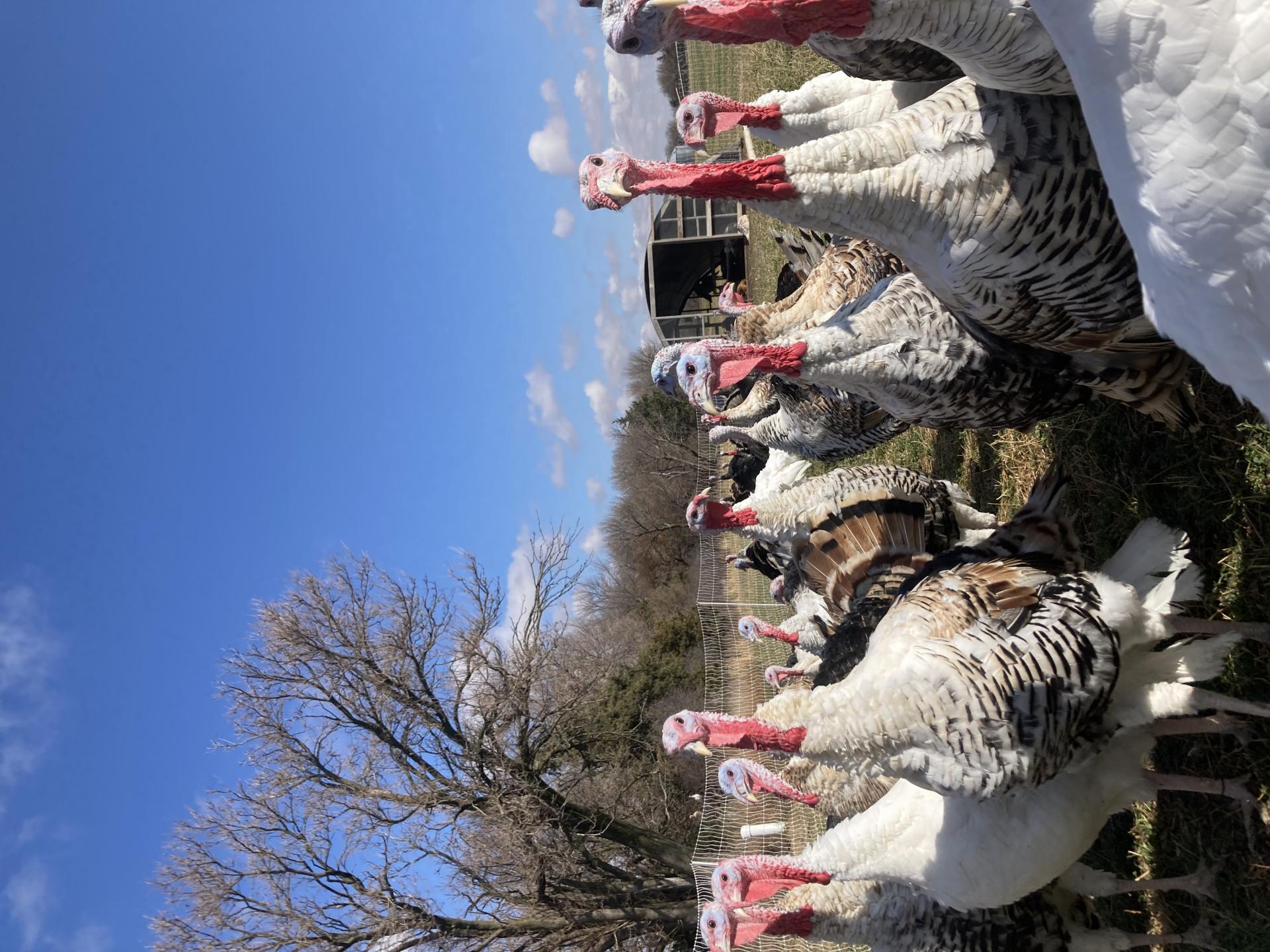 Nebraska Heritage Turkeys Photo