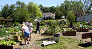 gardeners at work in community garden plots