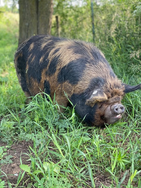 Anchor Meadow Farm Photo