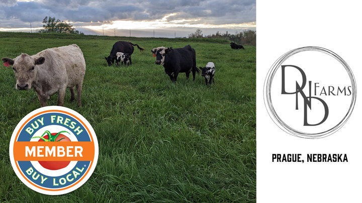 DND Farms Member Spotlight photo featuring their cattle grazing on pasture