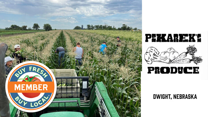 Pekarek Produce Spotlight image showing sweet corn picking on their farm