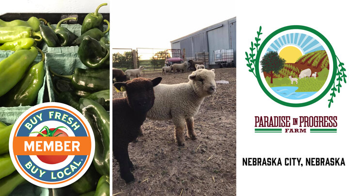 Peppers and sheep from Paradise in Progress Farm