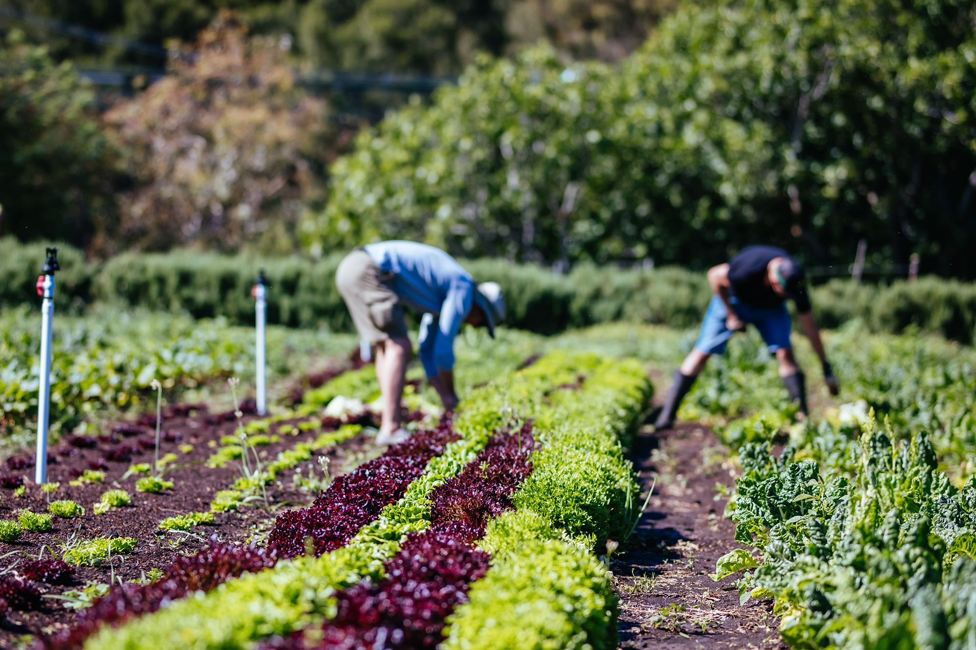 two people working in a community garden