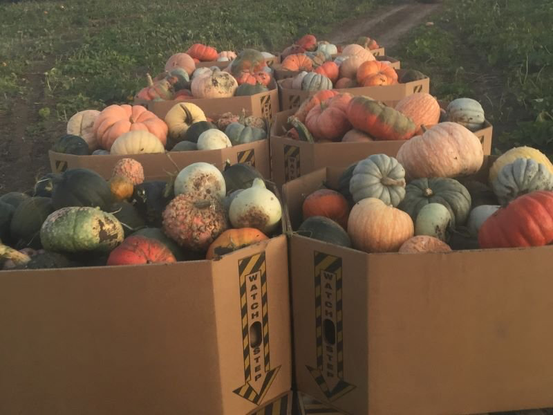 Callahan Creek Pumpkins Photo