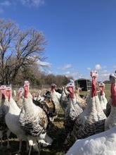 Nebraska Heritage Turkeys