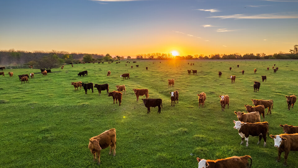 Cattle grazing at sunset