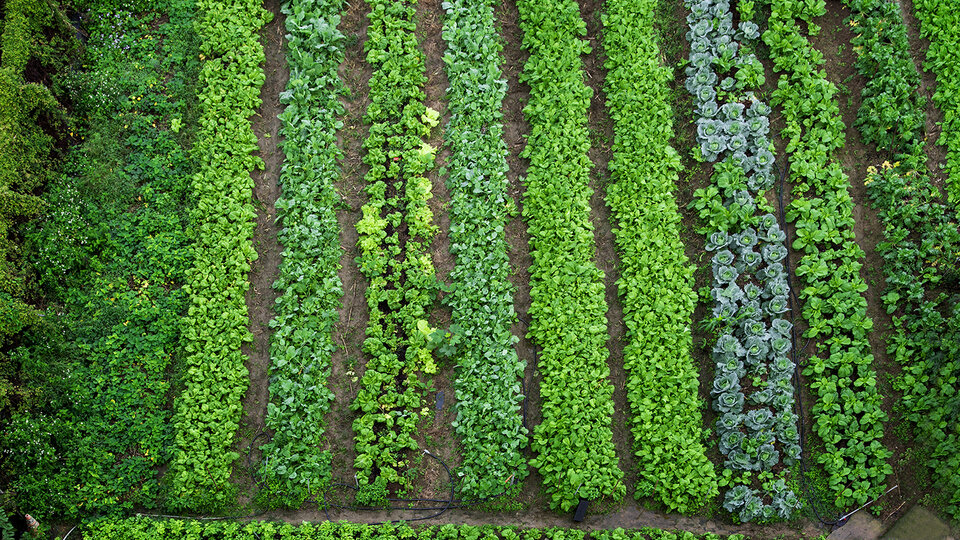 Aerial view garden lettuce