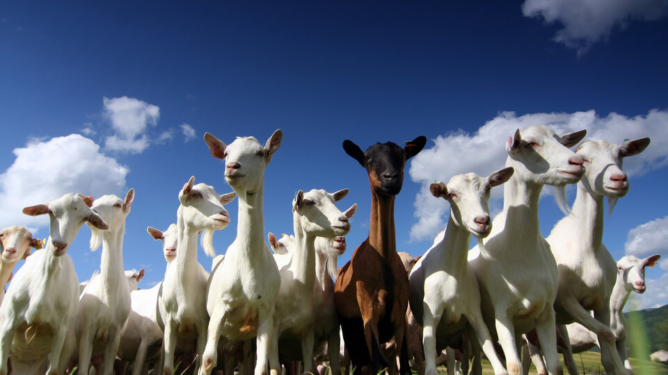 field of dairy goats