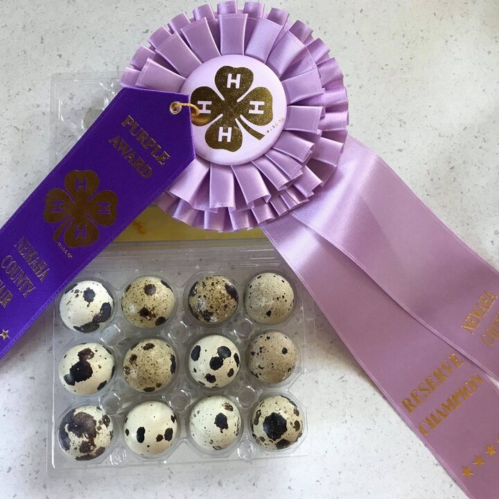 Al Be Farm quail eggs received a purple ribbon at the Nemaha county fair